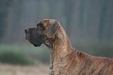 DOGUE ALLEMAND 661